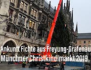 Ankunft des Christbauma 2019 für den Münchner Christkindlmarkt auf dem Marienplatz - die Fichte kommt aus Freyung-Grafenau - ein Christbaum „aus dem Woid“ (©Foto:  atin Schmutz)